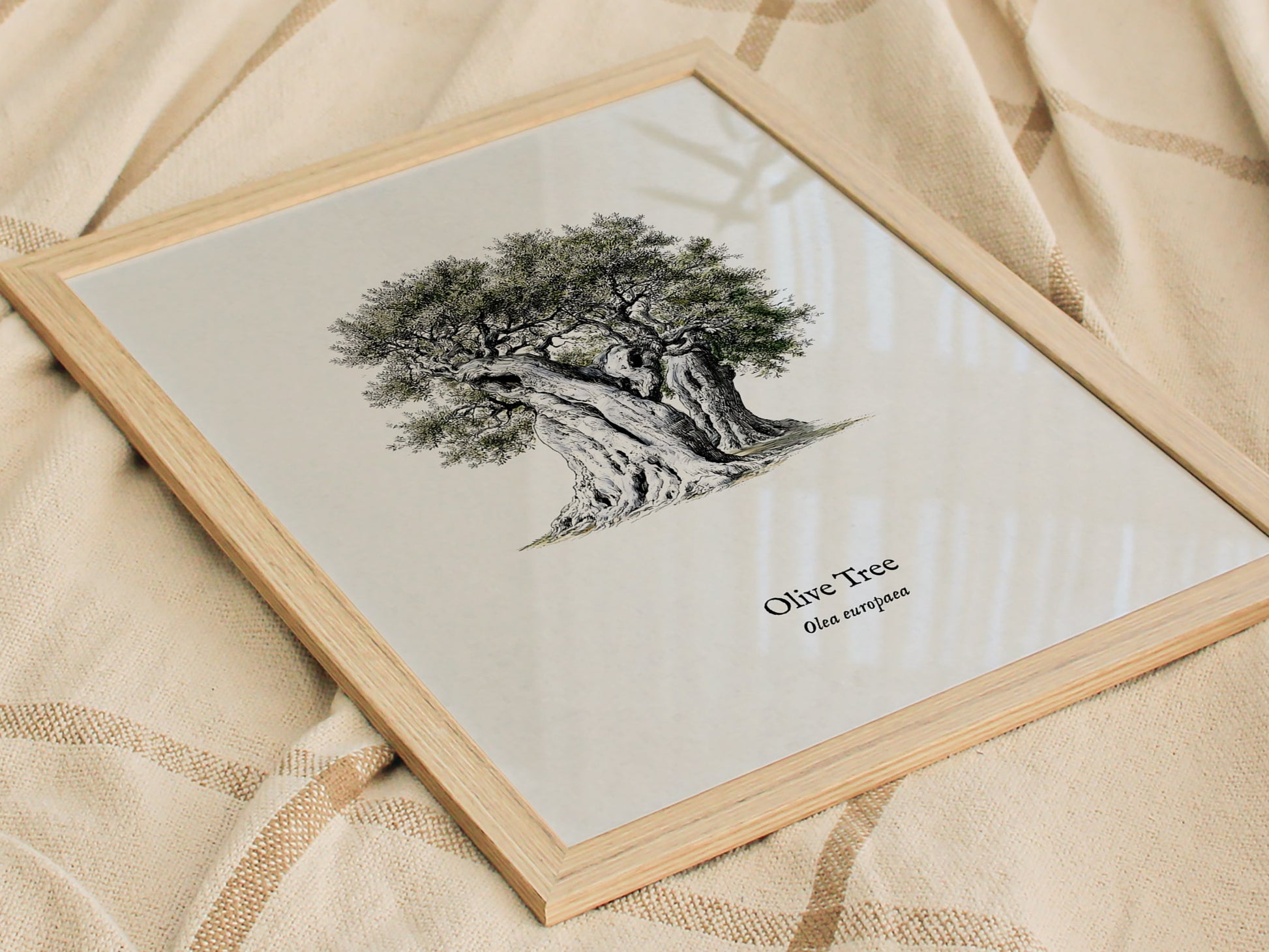 Olive Tree Poster | Vintage Olea europaea Botanical Illustration Wall Art — styled in a modern interior