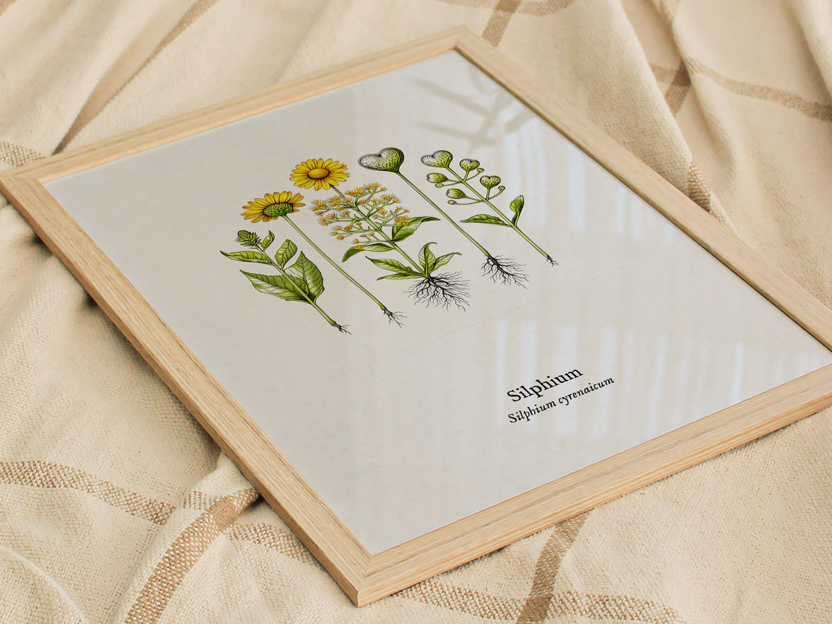 Silphium Poster | Silphium cyrenaicum Pen and Ink Print — Vintage Botanical Illustration Wall Art — styled in a modern interi