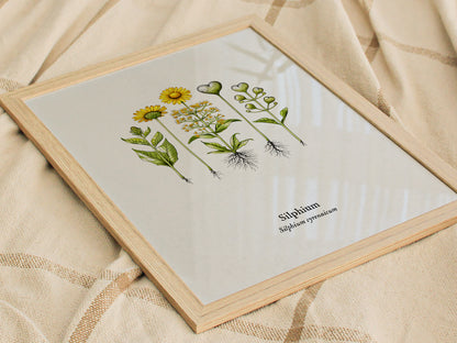 Silphium Poster | Silphium cyrenaicum Pen and Ink Print — Vintage Botanical Illustration Wall Art — styled in a modern interi