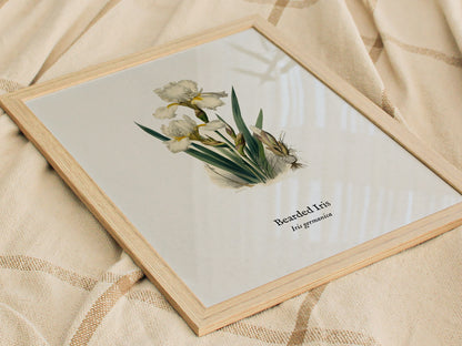 Bearded Iris Poster | Iris germanica Pen and Ink Print Vintage Botanical Illustration Wall Art — styled in a modern interior