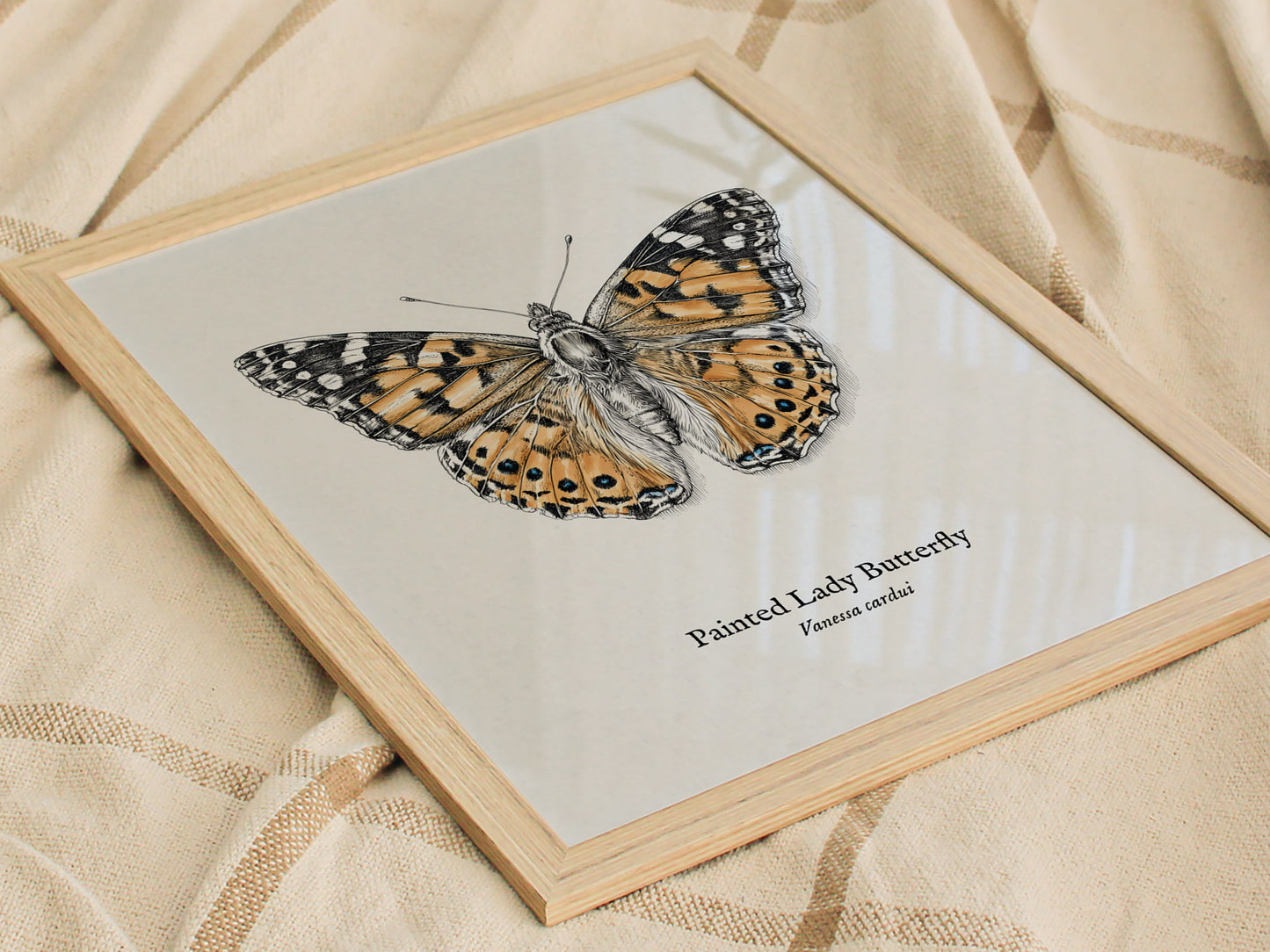 Painted Lady Butterfly Poster | Vintage Vanessa cardui Zoological Illustration Wall Art — styled in a modern interior