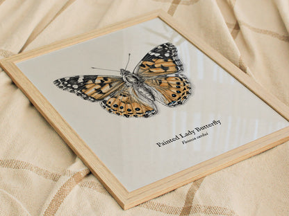 Painted Lady Butterfly Poster | Vintage Vanessa cardui Zoological Illustration Wall Art — styled in a modern interior