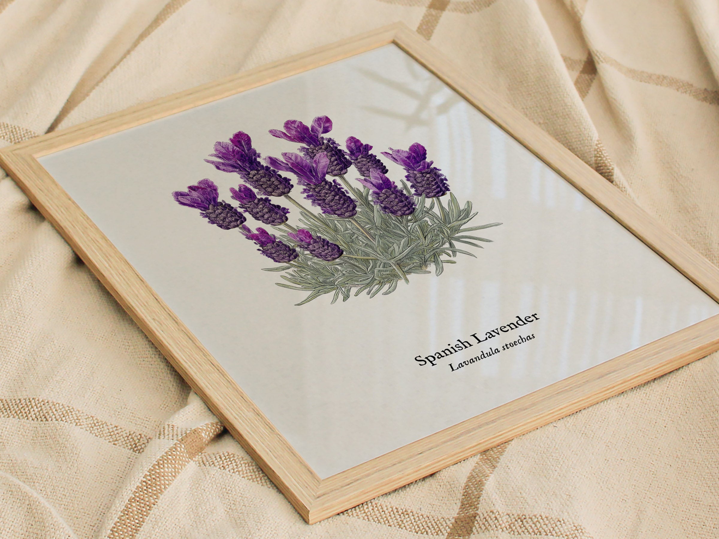 Spanish Lavender Poster | Vintage Lavandula Stoechas Botanical