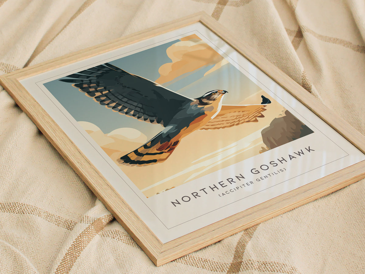 Northern Goshawk, Accipiter gentilis Poster | Fierce Raptor Bird Wall Art — styled in a modern interior