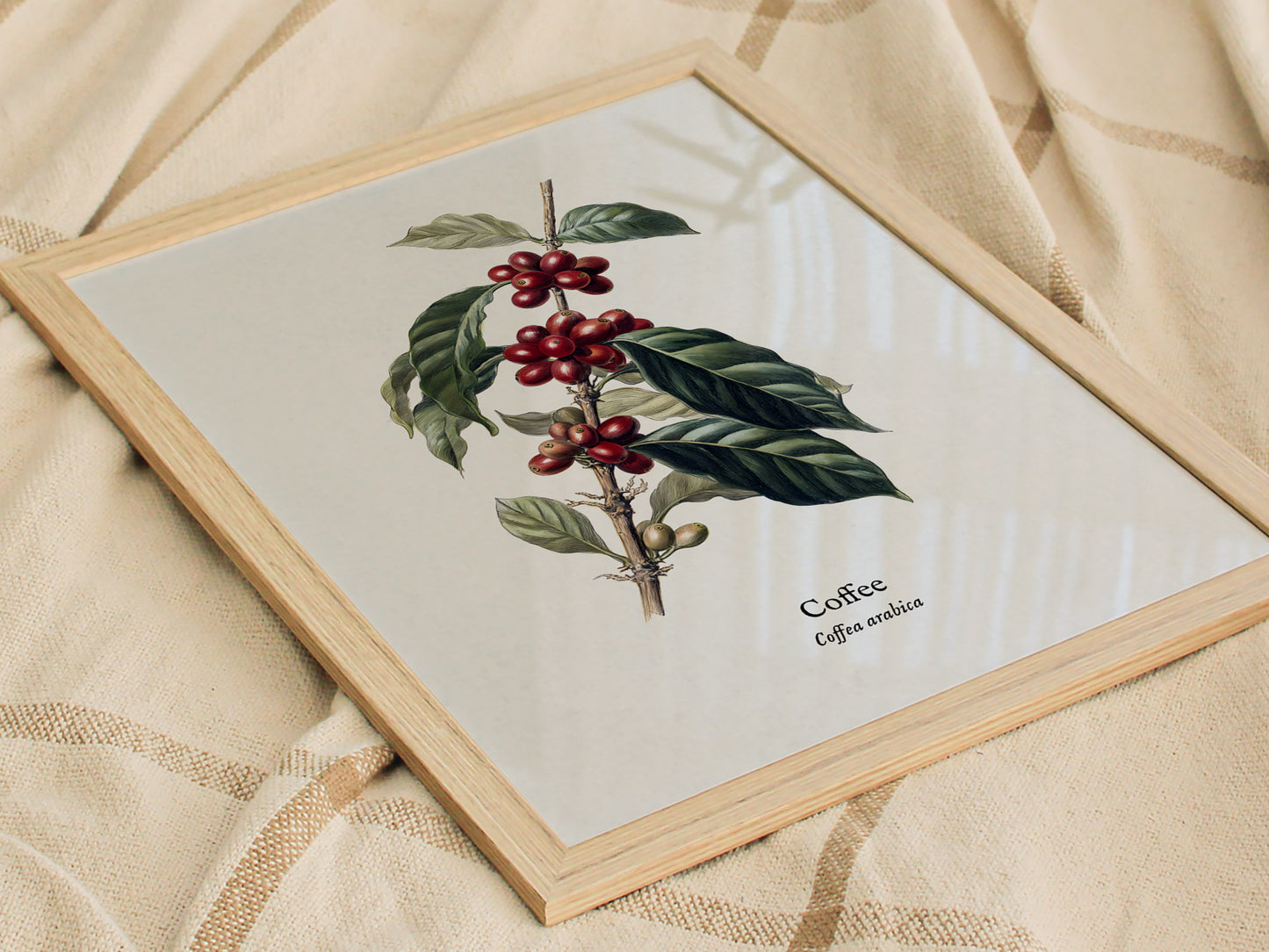 Coffee Poster | Vintage Coffea Arabica Botanical Illustration Wall Art — styled in a modern interior