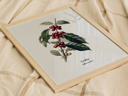 Coffee Poster | Vintage Coffea Arabica Botanical Illustration Wall Art — styled in a modern interior