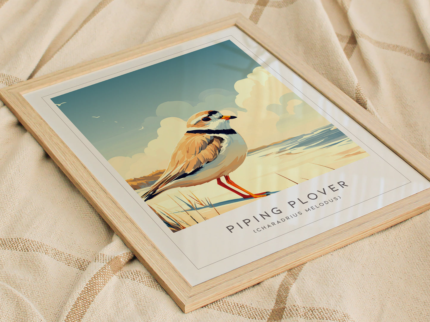 Piping Plover, Charadrius melodus Poster | Shorebird Nature Poster Wall Art — styled in a modern interior