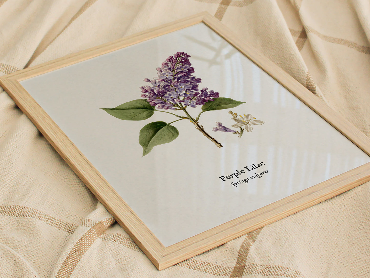 Purple Lilac Poster | Vintage Syringa vulgaris Botanical Illustration Wall Art — styled in a modern interior