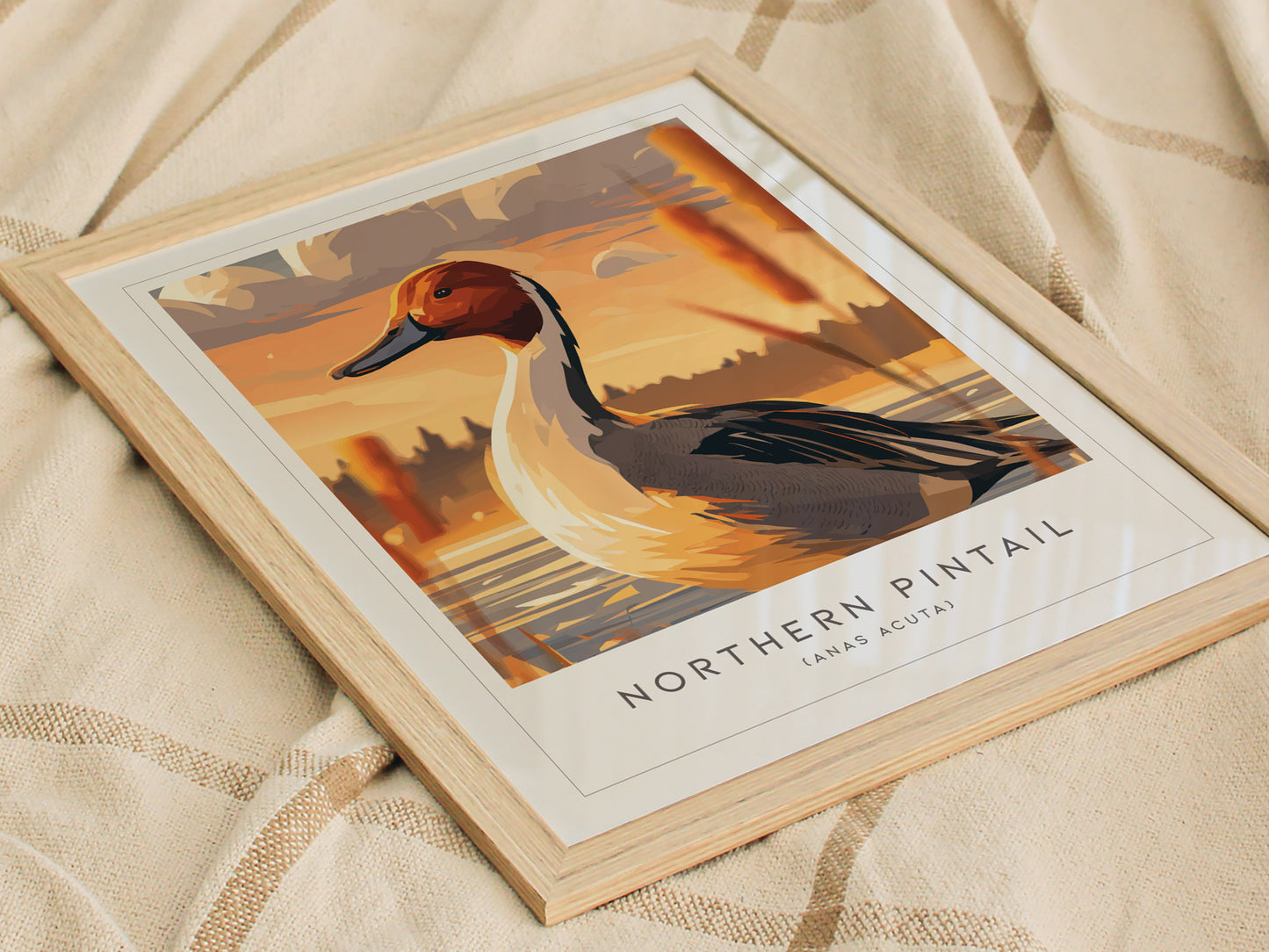 Northern Pintail, Anas acuta Poster | Elegant Waterfowl Bird Wall Art — styled in a modern interior