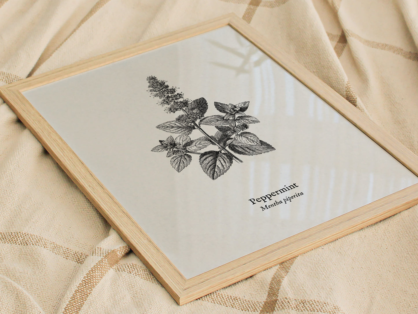 Peppermint Poster | Mentha piperita Vintage Botanical Ink Illustration Wall Art — styled in a modern interior