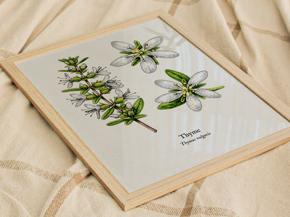 Thyme Poster | Vintage Thymus vulgaris Botanical Illustration Wall Art — styled in a modern interior