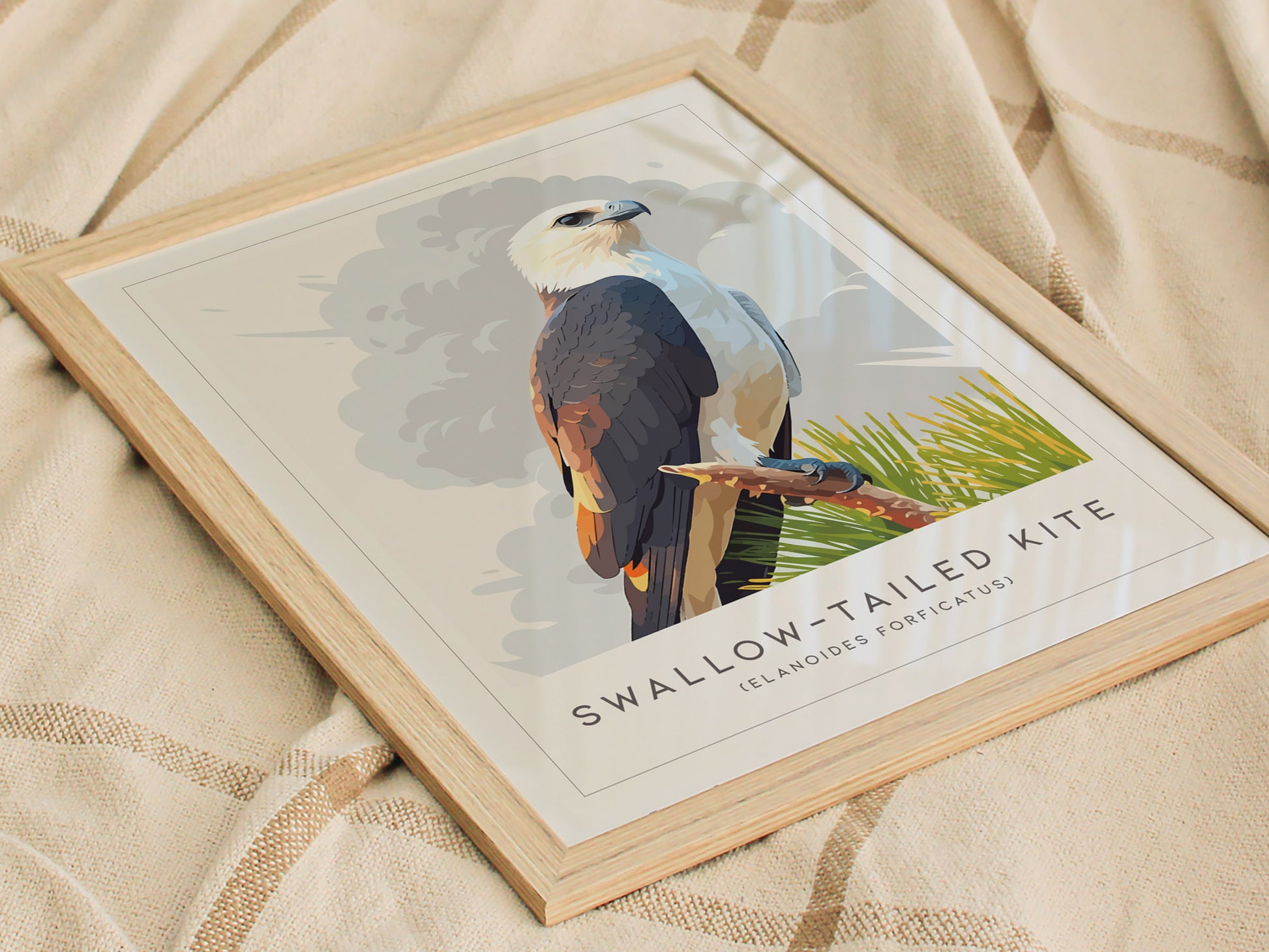 Swallow-tailed Kite Poster | Graceful Raptor in Flight Wall Art — styled in a modern interior