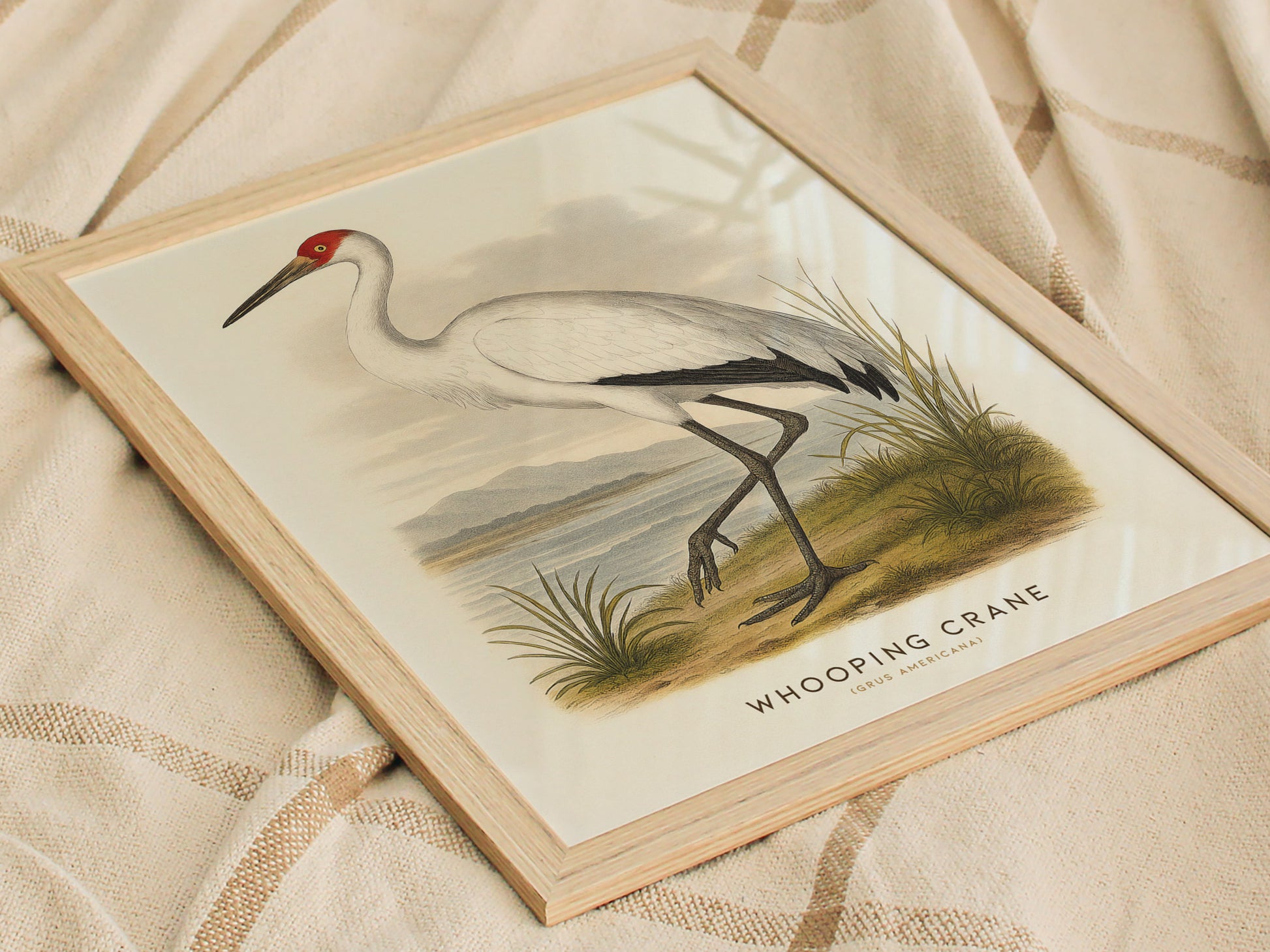 Whooping Crane Print | Vintage Audubon Bird Art Naturalist Wall Decor