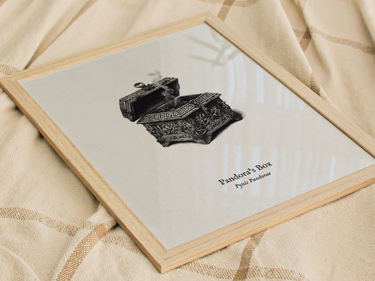 Pandora's Box Poster | Pyxis Pandorae Pen and Ink Print Vintage Scientific Illustration Wall Art — styled in a modern interio