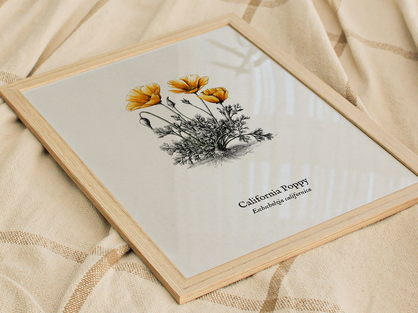 California Poppy Poster | Vintage Eschscholzia californica Botanical Illustration Wall Art — styled in a modern interior