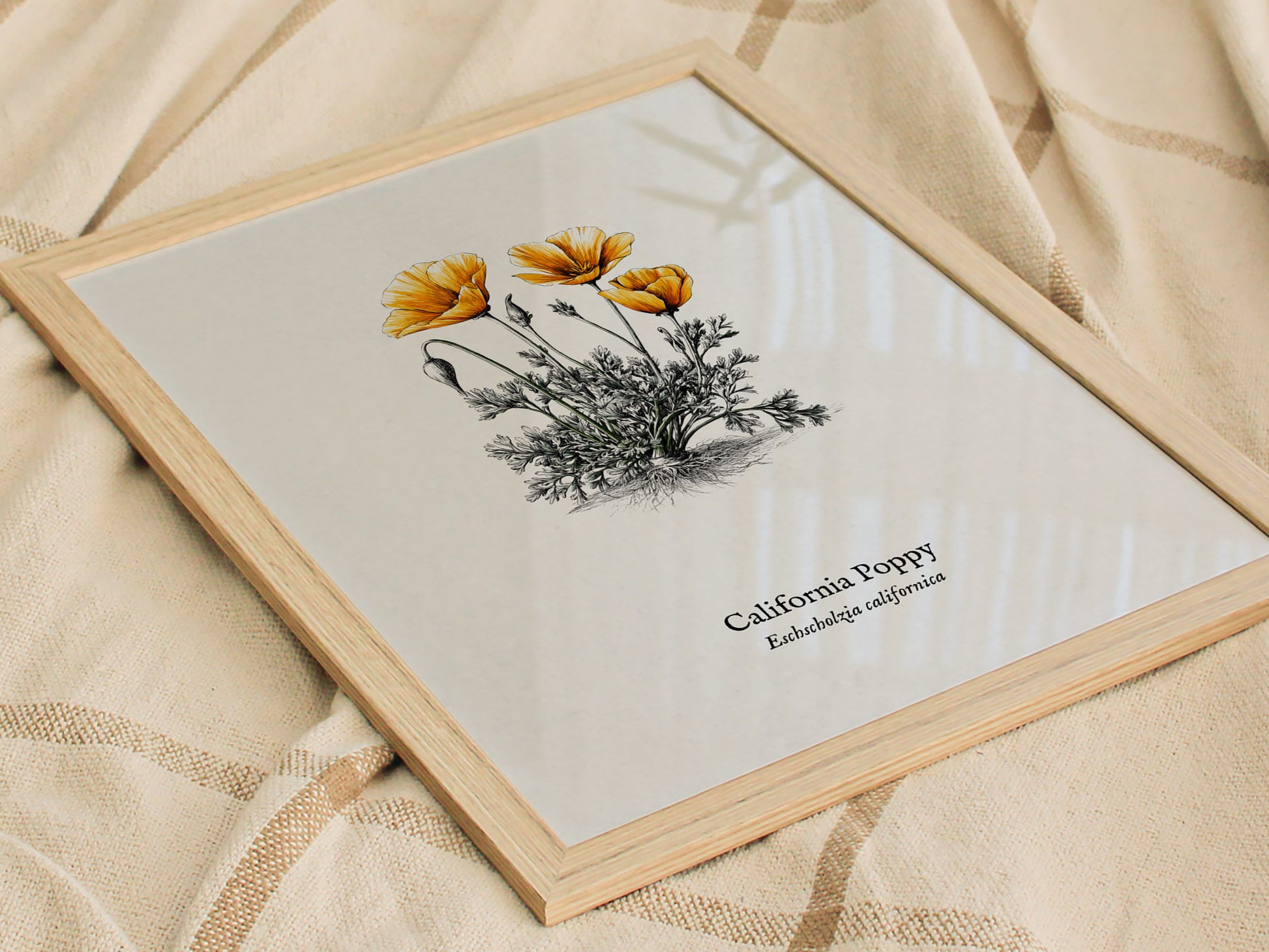 California Poppy Poster | Vintage Eschscholzia californica Botanical Illustration Wall Art — styled in a modern interior