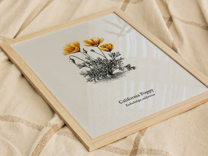California Poppy Poster | Vintage Eschscholzia californica Botanical Illustration Wall Art — styled in a modern interior