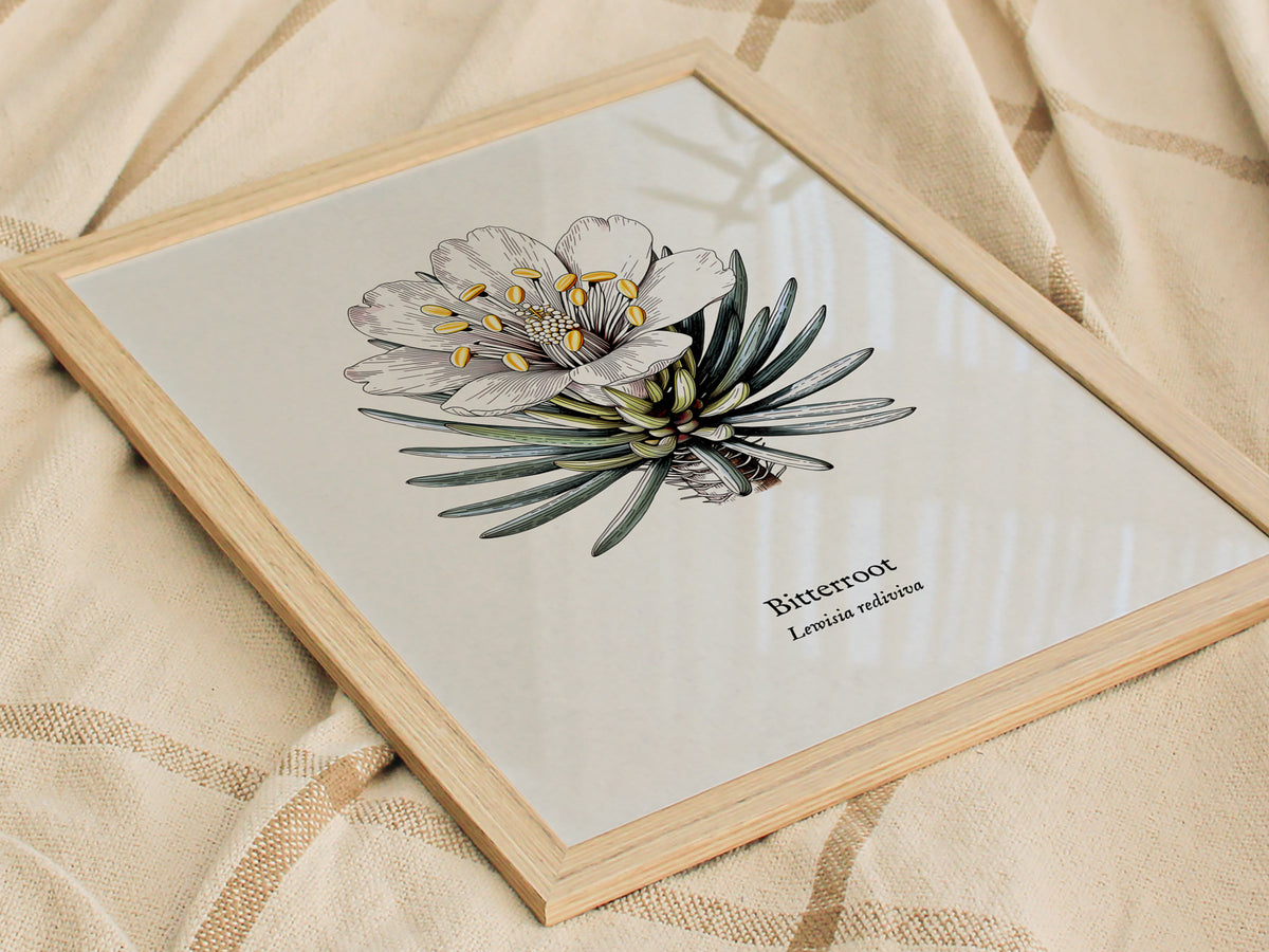 Bitterroot Poster | Lewisia rediviva Pen and Ink Print Vintage Botanical Illustration Wall Art — styled in a modern interior