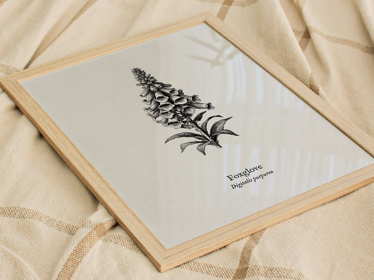 Foxglove Poster | Digitalis purpurea Pen and Ink Print | Vintage Botanical Illustration Wall Art — styled in a modern interio