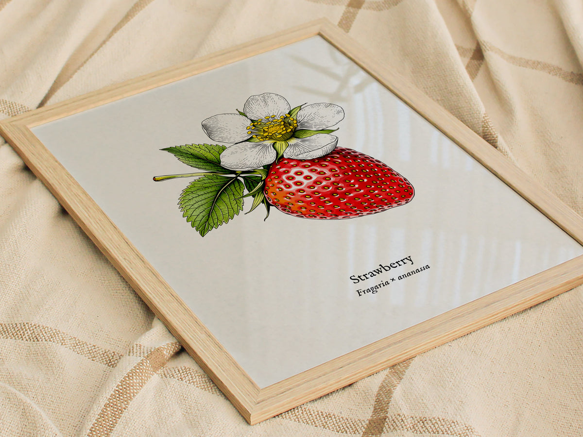 Strawberry Poster | Fragaria × ananassa Pen and Ink Print Vintage Botanical Illustration Wall Art — styled in a modern interi