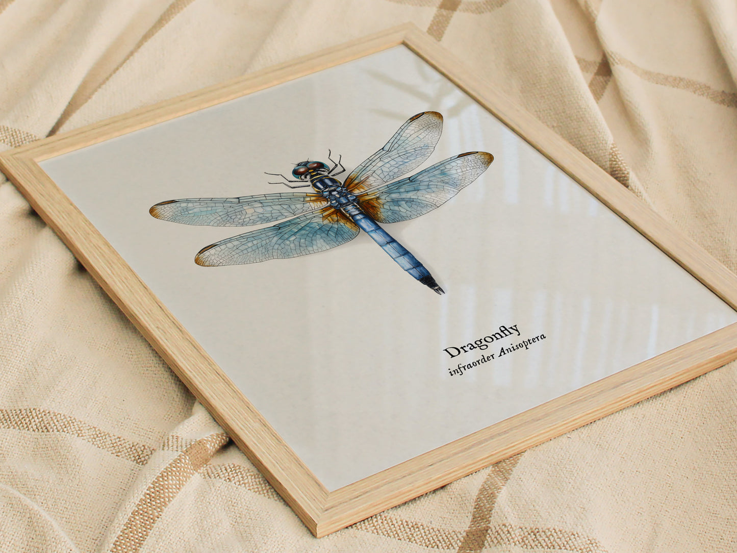 Dragonfly Poster | Vintage Anisoptera Zoological Illustration Wall Art — styled in a modern interior