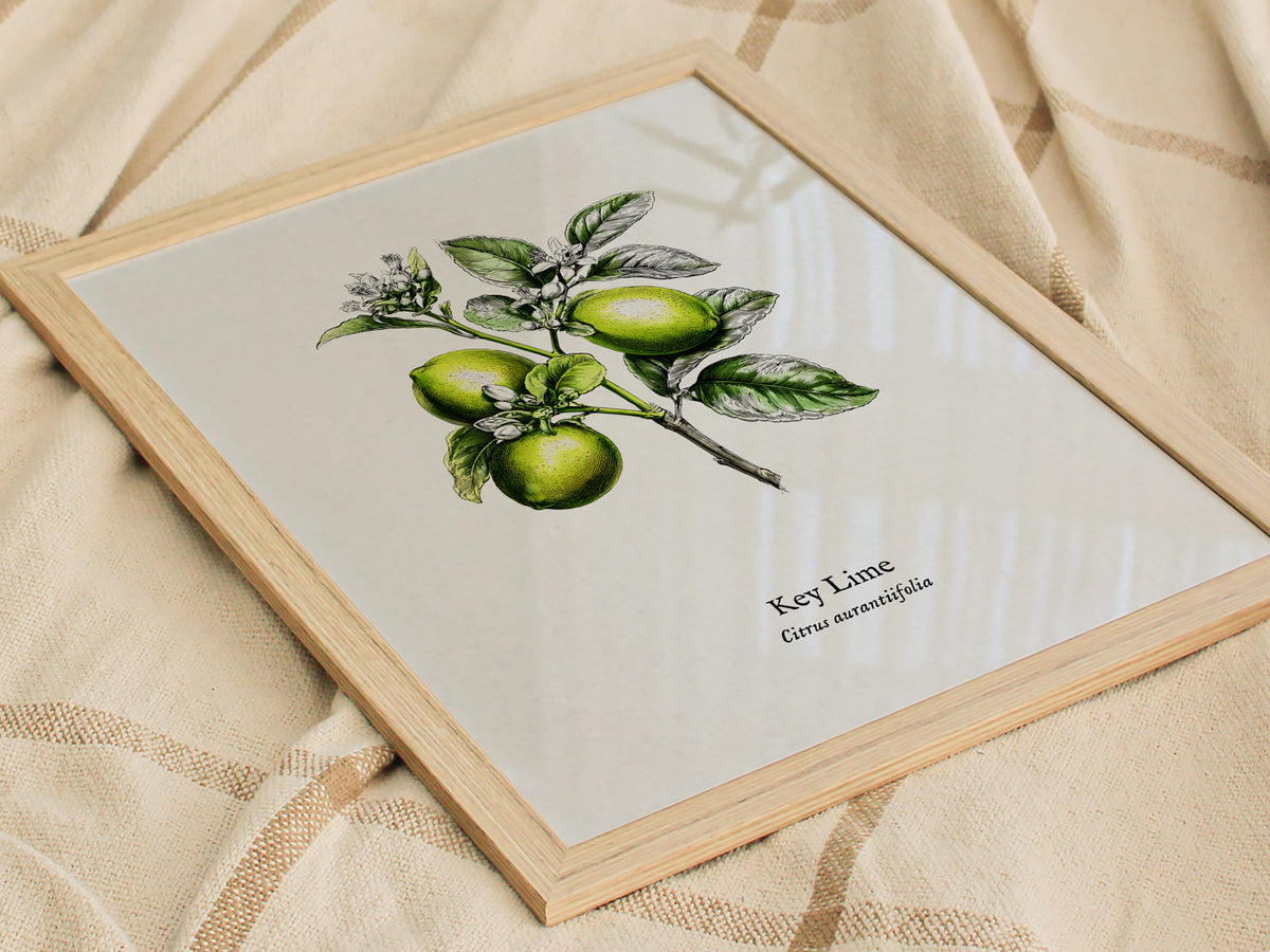 Key Lime Poster | Citrus aurantiifolia Vintage Botanical Illustration Pen and Ink Print — styled in a modern interior