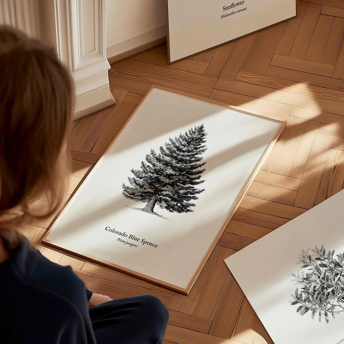 Colorado Blue Spruce Poster | Picea pungens Pen and Ink Print Vintage Botanical Illustration Wall Art — styled in a modern in