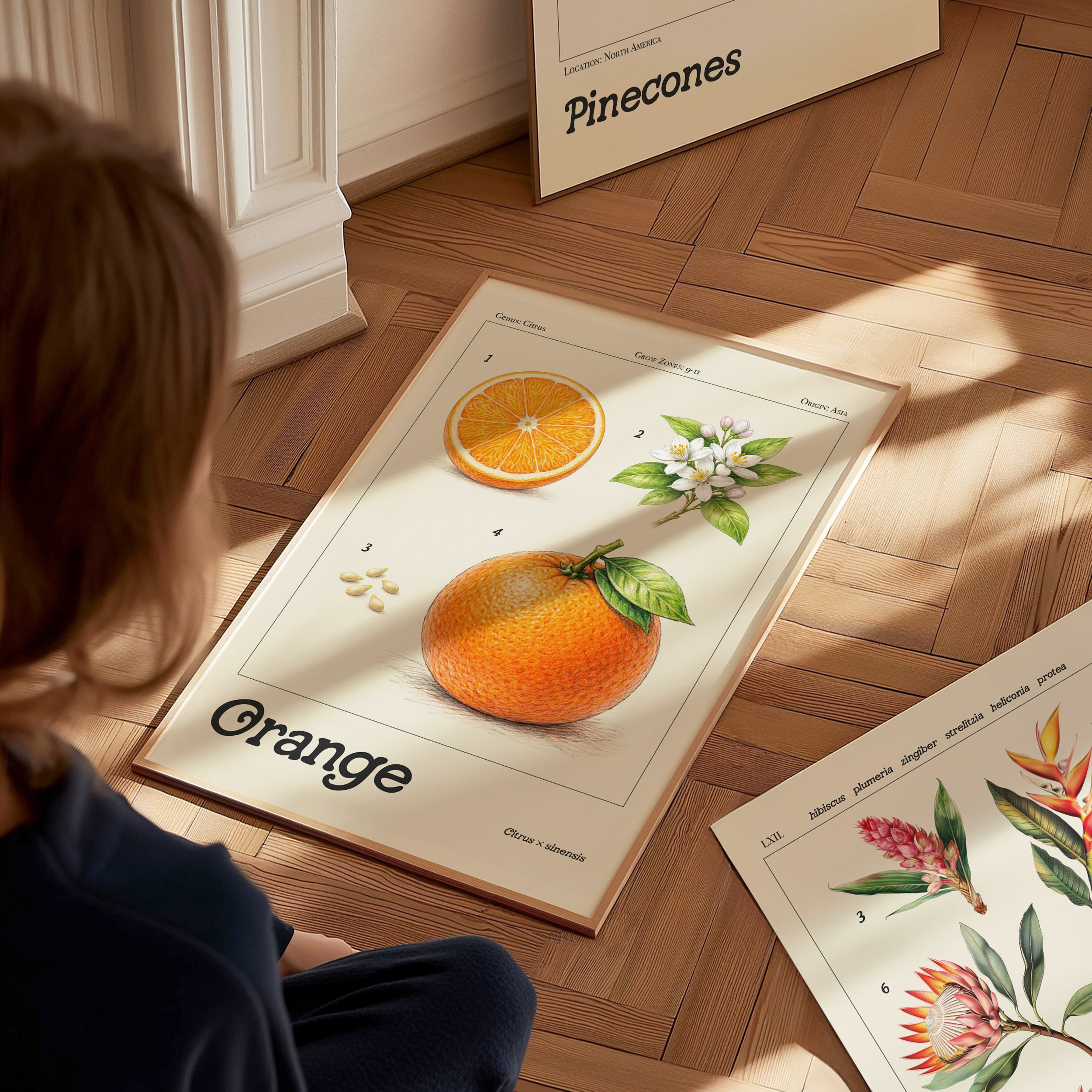 Orange Botanical Wall Art | Vintage Citrus Illustration Print