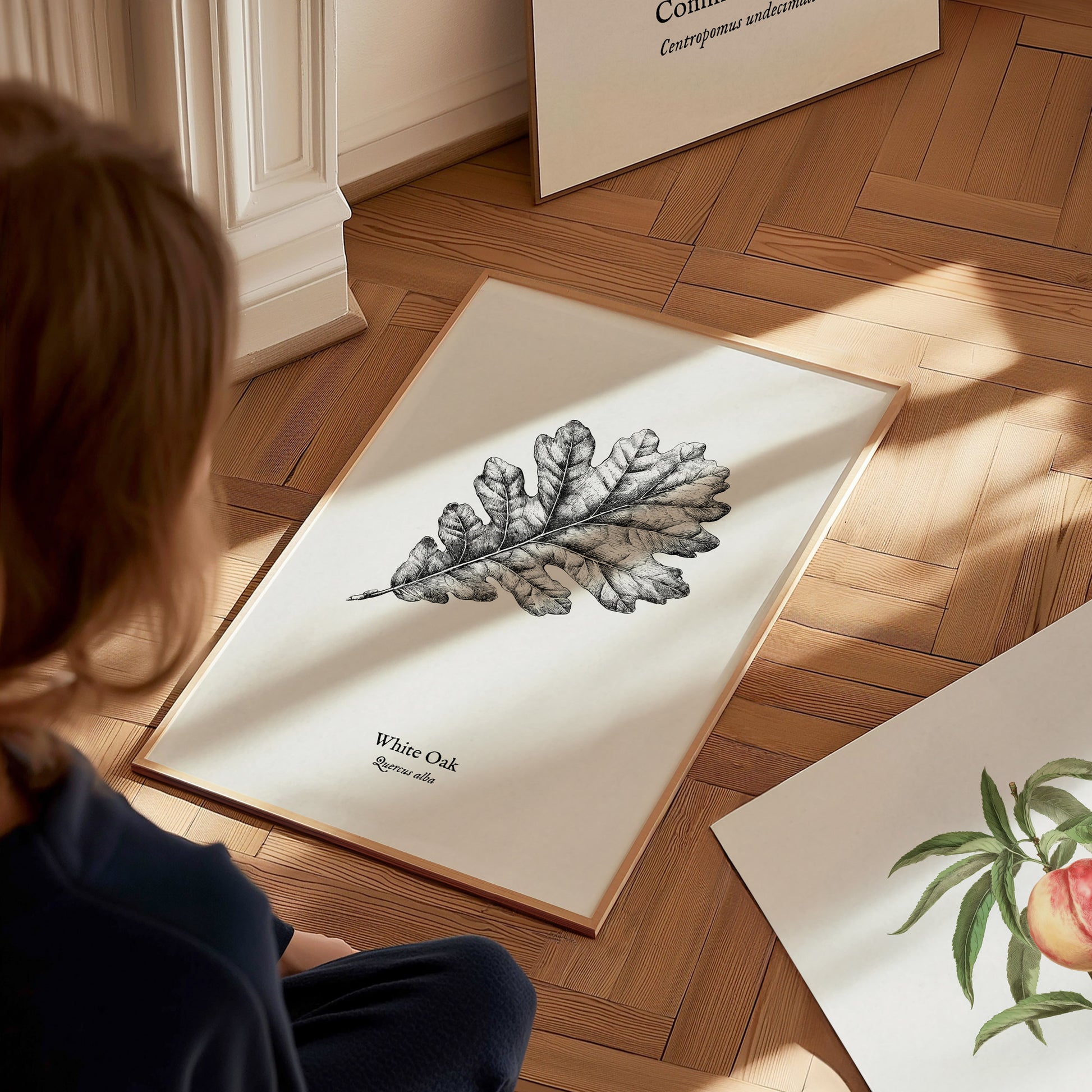 White Oak Poster | Quercus Alba Pen and Ink Print Vintage Botanical Illustration Wall Art — styled in a modern interior