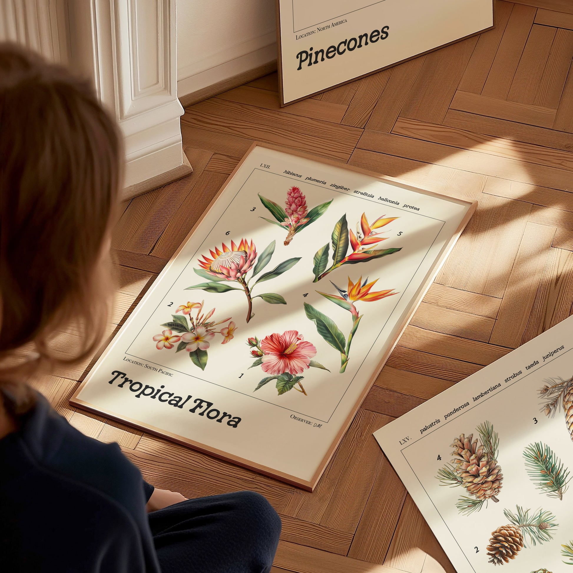 A person observes a botanical illustration poster on a wooden floor, featuring detailed drawings of tropical flowers like hibiscus and plumeria, with another pinecone illustration nearby.