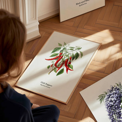 Chili Peppers Poster | Vintage Capsicum Annuum Botanical Illustration Wall Art — styled in a modern interior