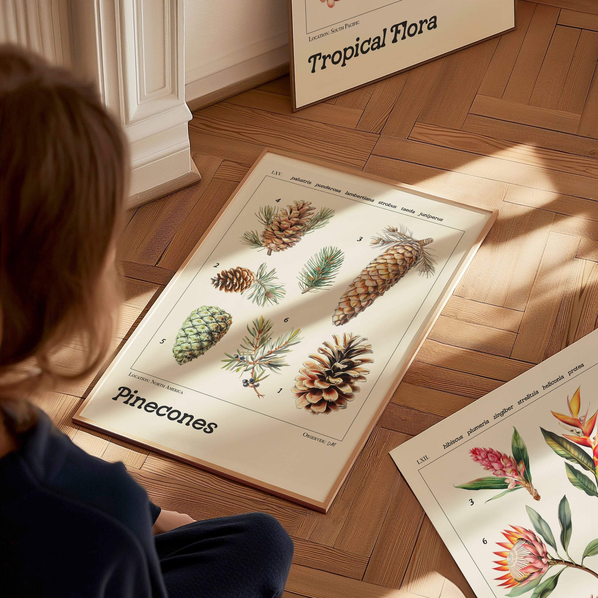 A person views a botanical poster featuring six illustrated pinecone species with scientific names on a wooden floor. Another floral poster titled Tropical Flora is partially visible nearby.