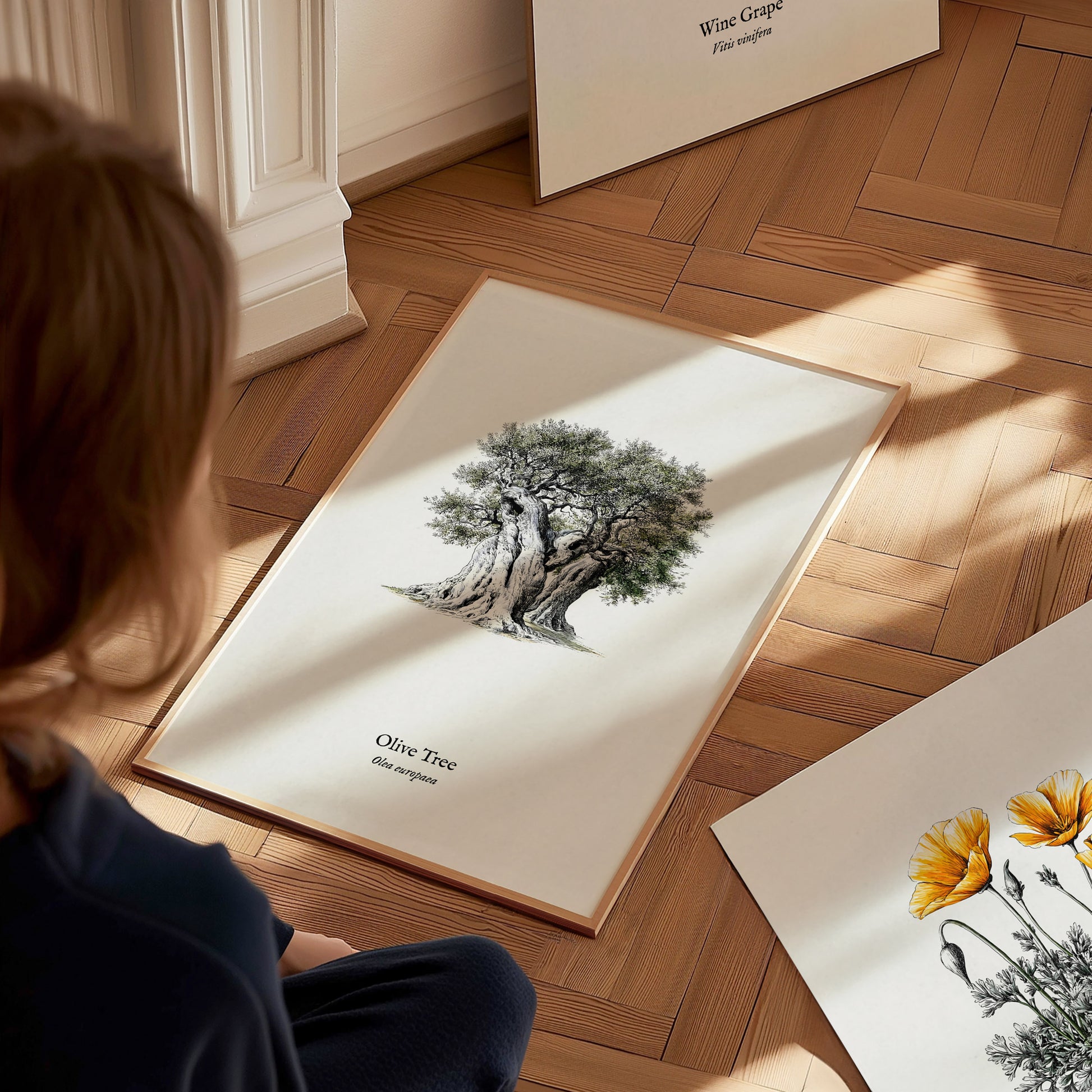 Olive Tree Poster | Vintage Olea europaea Botanical Illustration Wall Art — styled in a modern interior