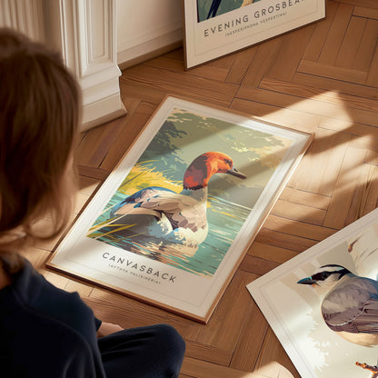 Canvasback, Aythya valisineria Poster | Diving Duck Wildlife Print Wall Art — styled in a modern interior