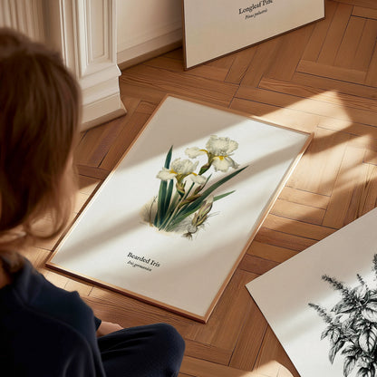 Bearded Iris Poster | Iris germanica Pen and Ink Print Vintage Botanical Illustration Wall Art — styled in a modern interior