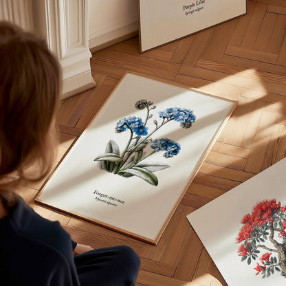 Forget-Me-Not Poster | Vintage Myosotis Alpestris Botanical Illustration Wall Art — styled in a modern interior