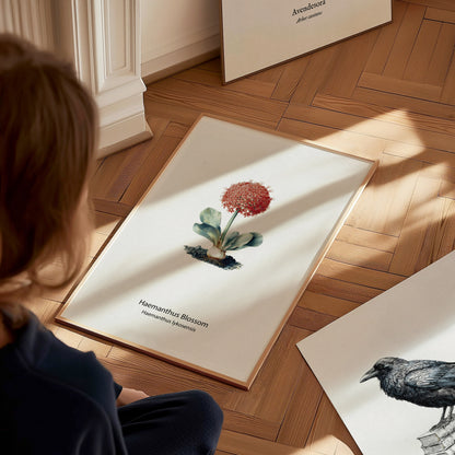 Haemanthus Blossom Poster | Haemanthus lykosensis Pen and Ink Print Vintage Botanical Illustration — styled in a modern inter