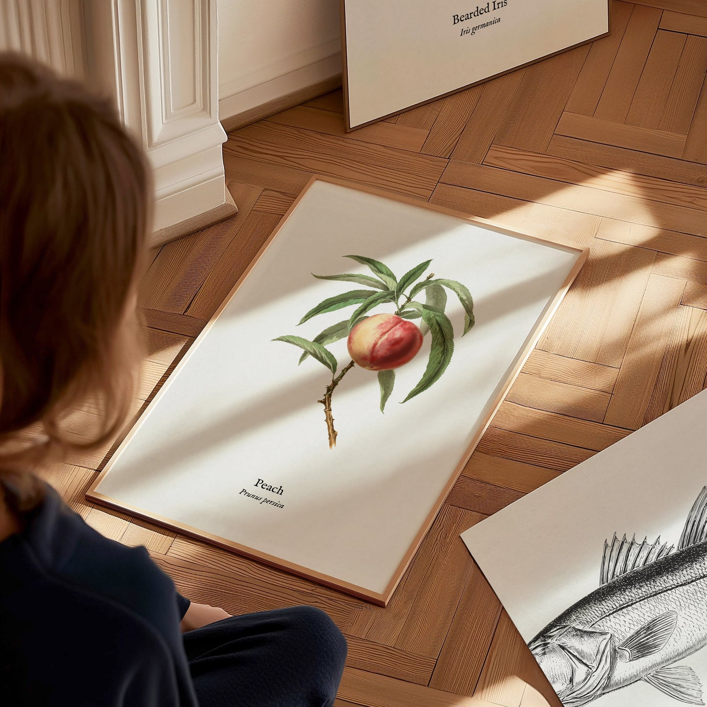 Peach Poster | Prunus persica Vintage Botanical Illustration Pen and Ink Print — styled in a modern interior