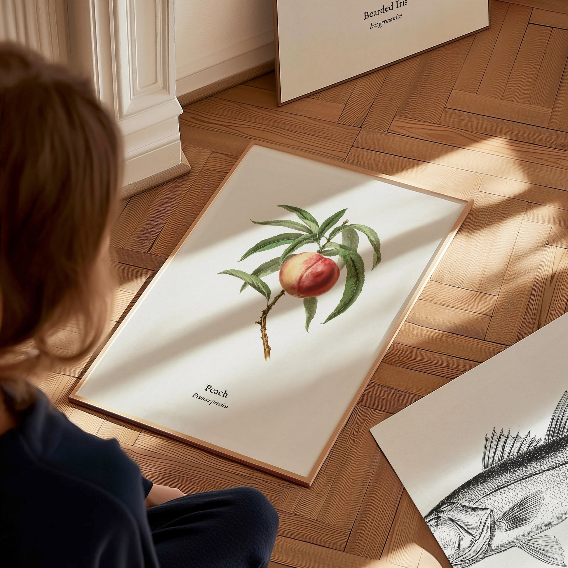 Peach Poster | Prunus persica Vintage Botanical Illustration Pen and Ink Print — styled in a modern interior