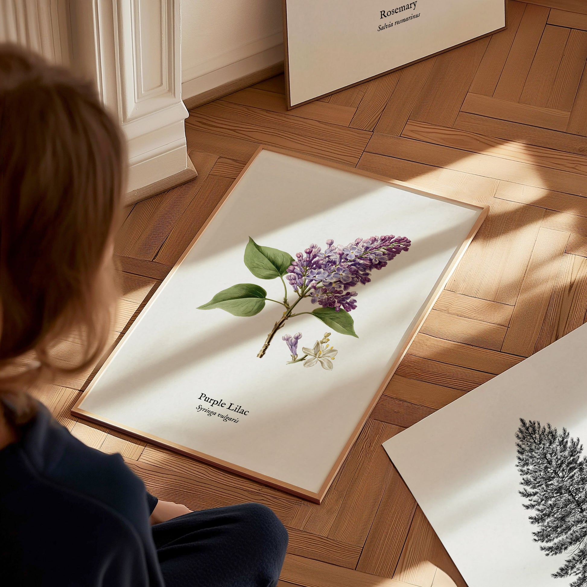 Purple Lilac Poster | Vintage Syringa vulgaris Botanical Illustration Wall Art — styled in a modern interior