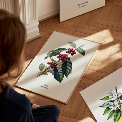 Coffee Poster | Vintage Coffea Arabica Botanical Illustration Wall Art — styled in a modern interior