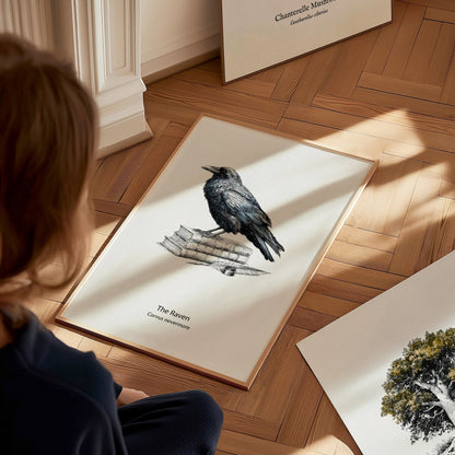 The Raven Poster | Corvus Nevermore Pen and Ink Print Zoological Illustration Wall Art — styled in a modern interior