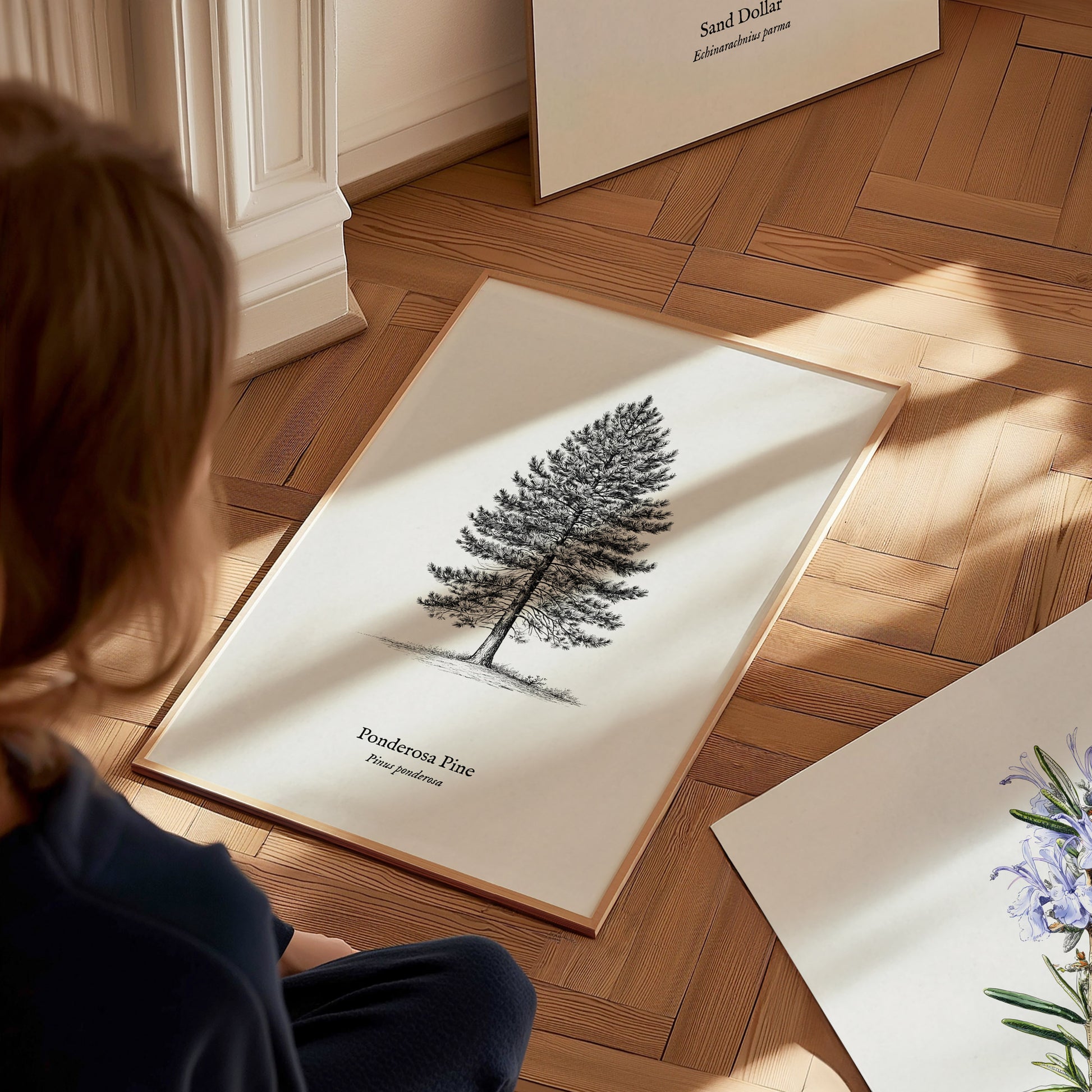 Ponderosa Pine Poster | Vintage Pinus ponderosa Botanical Illustration Wall Art — styled in a modern interior