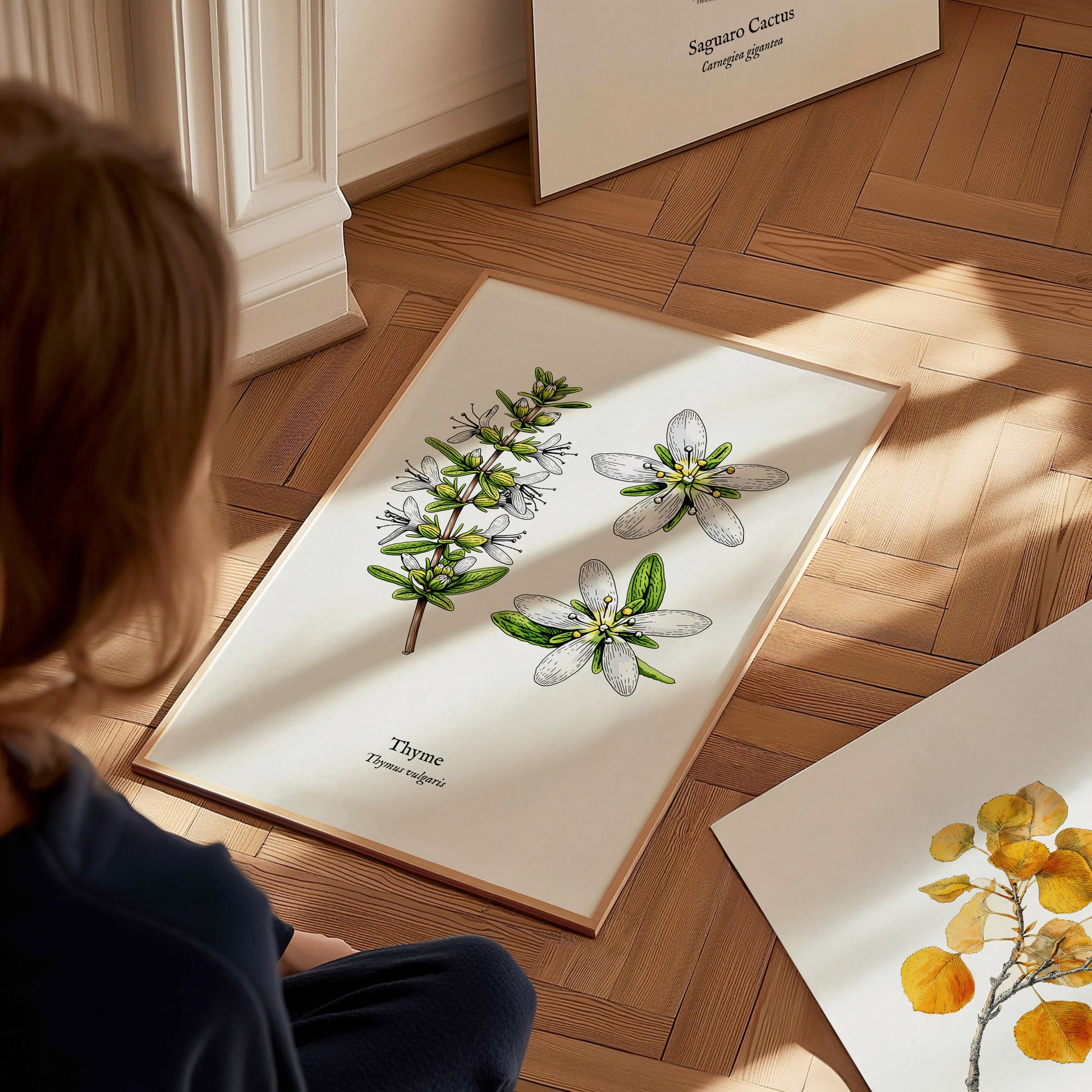 Thyme Poster | Vintage Thymus vulgaris Botanical Illustration Wall Art — styled in a modern interior