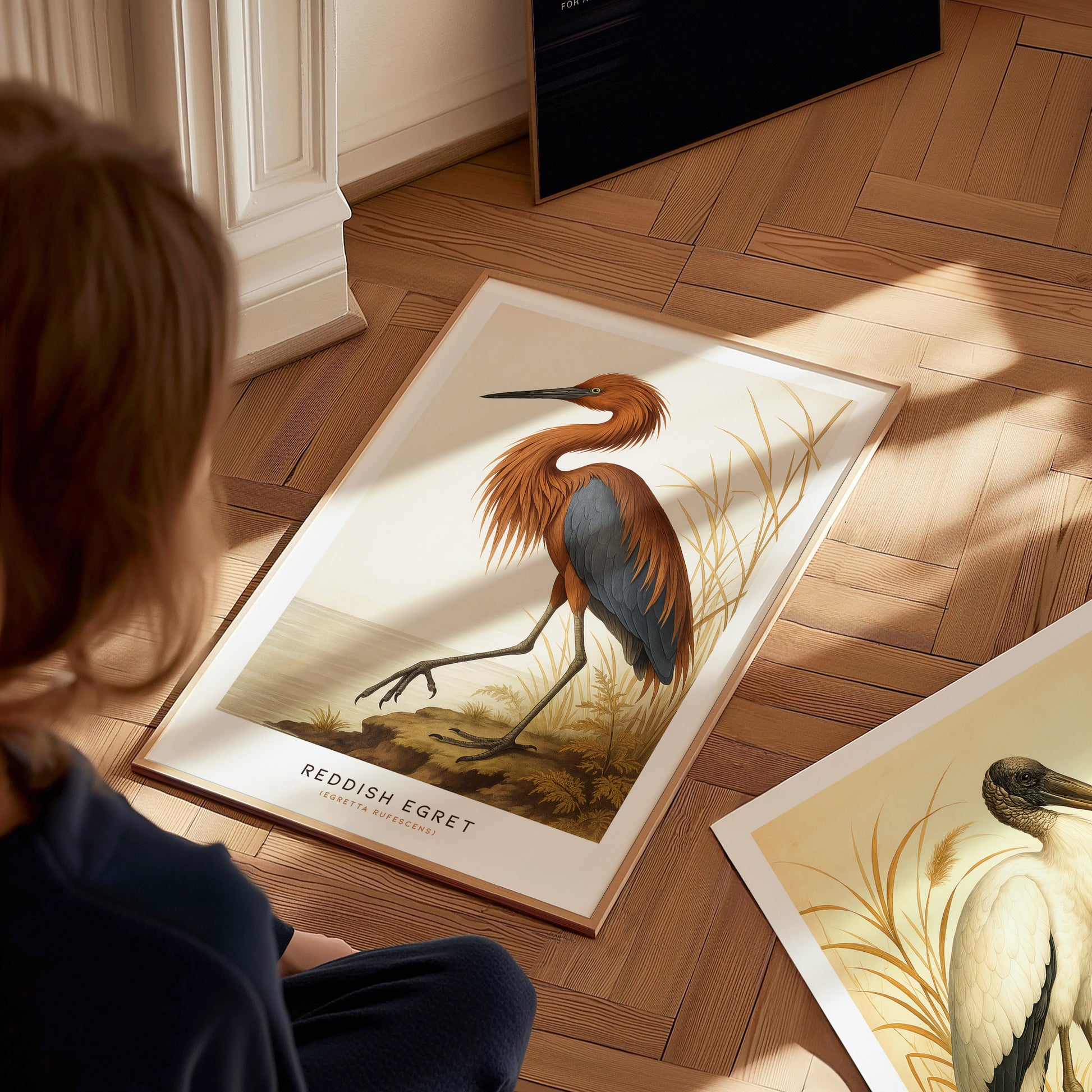 A person is sitting on a wooden floor, admiring a poster featuring a detailed illustration of a Reddish Egret with shaggy plumage and a rust-colored neck. The wall art captures the elegance of the bird in a natural setting.