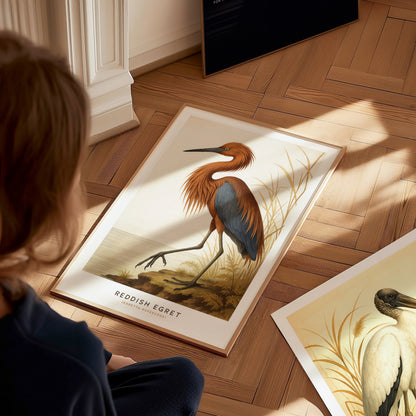 A person is sitting on a wooden floor, admiring a poster featuring a detailed illustration of a Reddish Egret with shaggy plumage and a rust-colored neck. The wall art captures the elegance of the bird in a natural setting.