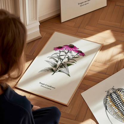 Purple Coneflower Poster | Echinacea purpurea Pen and Ink Print Vintage Botanical Illustration — styled in a modern interior