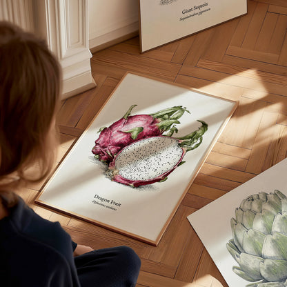 Dragon Fruit Poster | Vintage Hylocereus undatus Botanical Illustration Wall Art — styled in a modern interior