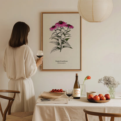 Purple Coneflower Poster | Echinacea purpurea Pen and Ink Print Vintage Botanical Illustration — styled in a modern interior